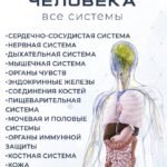 Анатомия человека. 80 карточек. Все системы