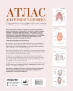 Атлас анатомии человека. Сердечно-сосудистая система