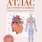 Атлас анатомии человека. Сердечно-сосудистая система