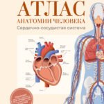 Атлас анатомии человека. Сердечно-сосудистая система