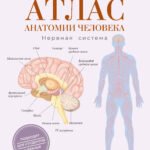 Атлас анатомии человека. Нервная система