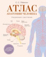 Атлас анатомии человека. Нервная система