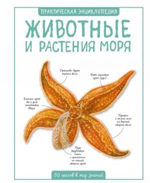 Животные и растения моря Животные и растения моря