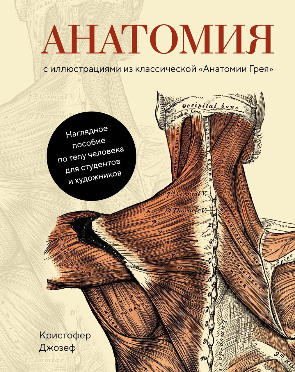 Анатомия Анатомия