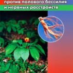 Женьшень против полового бессилия и нервных расстройств