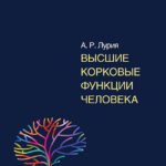 Высшие корковые функции человека