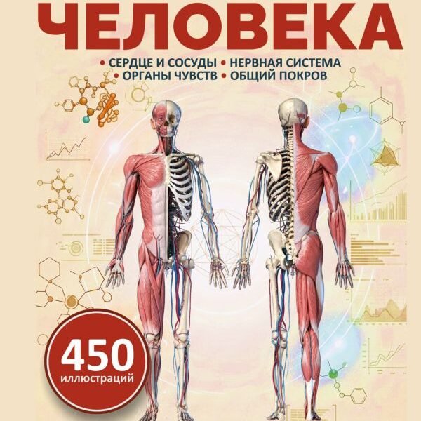 Анатомия человека. Сердце и сосуды, нервная система, органы чувств, общий покров